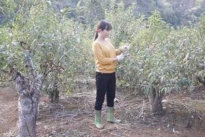 Nghề trồng đào tết ở Mai Sơn