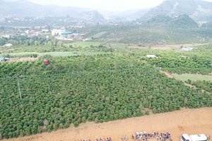 Hương sắc cà phê Sơn La   