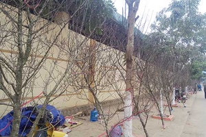 Phía sau những cành đào Tết