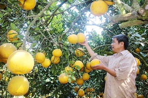 Phong trào trồng cây ăn quả ở bản Noong Xôm