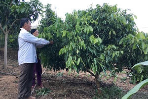 Làm giàu bằng tinh thần thanh niên xung phong