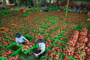 Xuất khẩu rau quả ước đạt 321 triệu USD