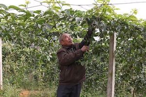 Vân Hồ: Trồng 49 ha cây chanh leo