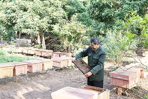 Thương hiệu mật ong Sơn La