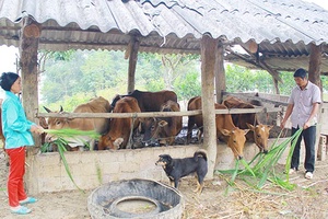 Hội Nông dân huyện Vân Hồ: Hỗ trợ hội viên phát triển kinh tế