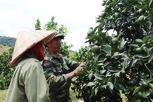 Hiệu quả mô hình trồng cây ăn quả trên đất dốc