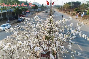 Thành phố Hoa Ban