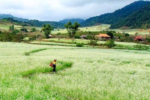 Những cung đường hoa cải