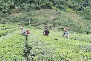 Chung tay giúp đỡ hội viên phụ nữ phát triển kinh tế
