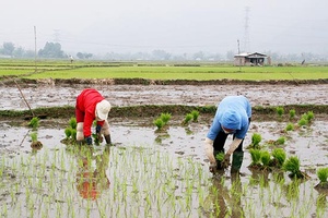 Phù Yên khẩn trương gieo cấy lúa xuân