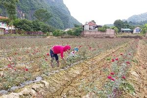 Hội Nông dân xã Chiềng Xôm: Nhiều hoạt động trợ giúp nông dân phát triển kinh tế