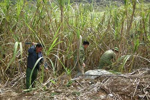 Bản Nong Mòn giàu lên từ trồng mía