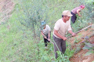 Trung tâm Khuyến nông tỉnh: Tích cực giúp đỡ xã vùng cao Long Hẹ