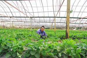 Bước đột phá trong sản xuất nông nghiệp ứng dụng công nghệ cao