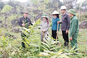 “Cánh én” trên đỉnh Khâu Pùm