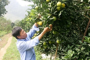 Khai thác lợi thế phát triển nông nghiệp