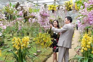 Ấn tượng Ngày hội hoa lan Mộc Châu