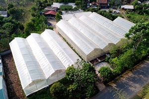 Thực hiện tốt các chính sách phát triển nông nghiệp ứng dụng công nghệ cao