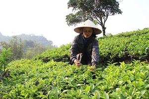 Nhịp sống mới ở Tô Múa