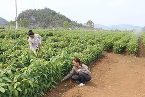 Ứng dụng công nghệ cao trong trồng cây ăn quả