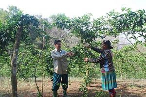Huổi Cao đưa cây chanh leo về bản