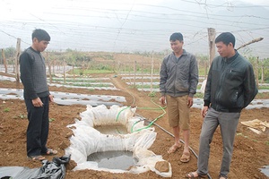 Chiềng Ban 1 phát triển rau, quả sạch