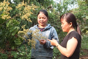 Phụ nữ xã Mường Sang giúp nhau phát triển kinh tế