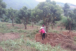 Sông Mã chú trọng phát triển kinh tế vườn đồi
