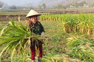 Lợi ích kép từ trồng ngô dày   