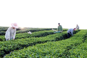 Xã Tân Lập: Sản lượng chè chè búp tươi đạt 3.420 tấn
