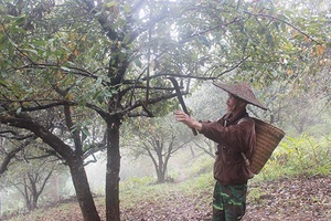 Cây sơn tra ở Nặm Búa