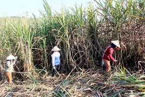 Chương trình mỗi xã một sản phẩm - động lực xây dựng nông thôn mới