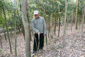 Những người lính giữ rừng ở Huy Hạ