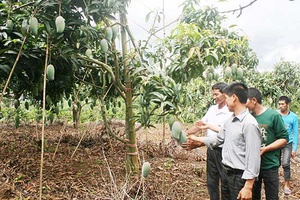 Phát huy hiệu quả ứng dụng công nghệ cao trong sản xuất nông nghiệp