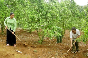 Tân Hợp nỗ lực xóa đói, giảm nghèo