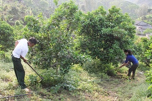 Tô Múa: Hỗ trợ nông dân phát triển sản xuất