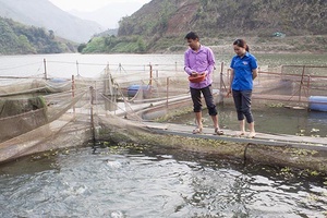 Nhiều chính sách hỗ trợ các HTX nông nghiệp