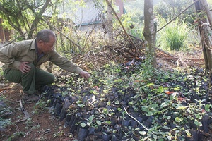 Cựu chiến binh gương mẫu