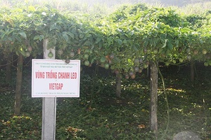 Kết nối tiêu thụ hơn 190 tấn rau an toàn