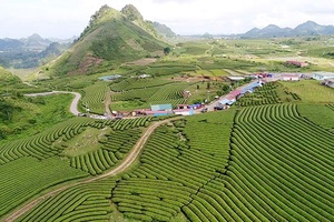 Phát triển ngành chè gắn với du lịch trên cao nguyên Mộc Châu