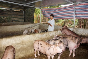 Sông Mã chủ động phòng, chống dịch bệnh gia súc, gia cầm