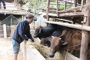 Nông dân Quỳnh Nhai tích cực phát triển kinh tế