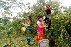 Cây mận hậu ở thị trấn Nông trường Mộc Châu