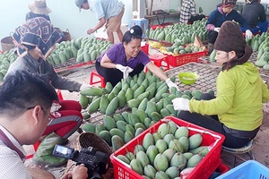 3 tấn xoài tượng da xanh của Sơn La chuẩn bị xuất khẩu sang Australia