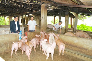 Hội Nông dân huyện Mộc Châu: Đồng hành cùng hội viên phát triển kinh tế