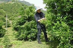 Tiểu khu Bản Ôn thu nhập cao từ trồng cây ăn quả