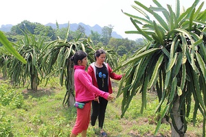 Tường Phù tích cực chuyển đổi cơ cấu cây trồng