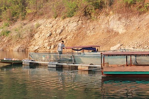 Bảo vệ, phát triển nguồn lợi thủy sản trên lòng hồ thủy điện Sơn La