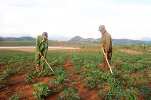 Giống sắn mới ở Chiềng Mung