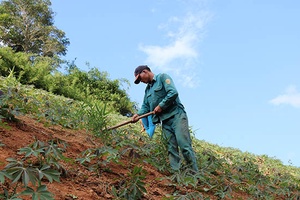 Sốp Cộp chăm sóc cây trồng trên nương